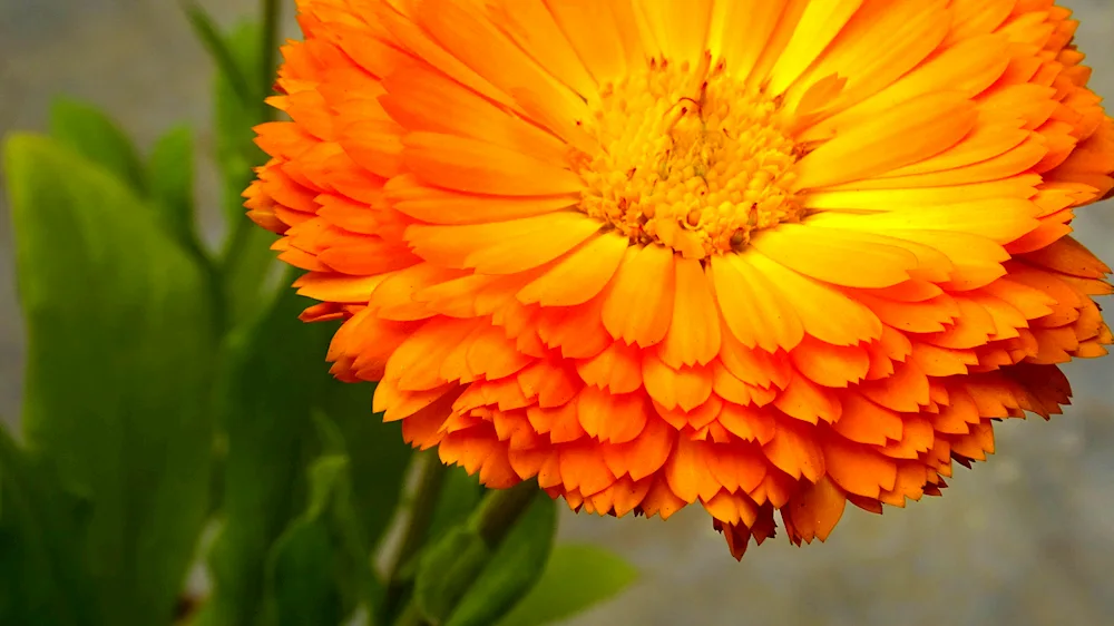 Calendula Annual