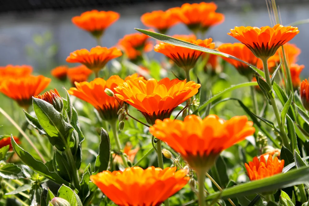 Calendula orange Flamingo