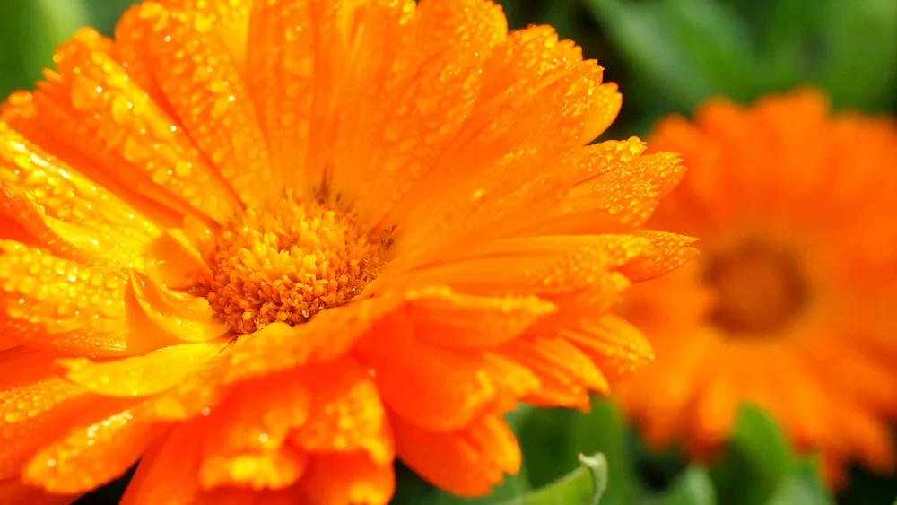 Calendula Field