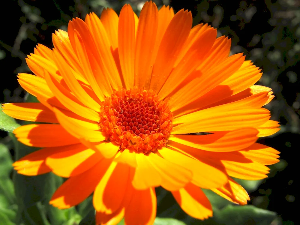 Calendula Field