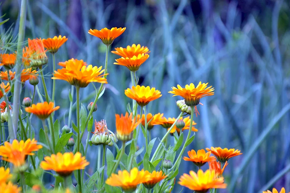 Calendula Field