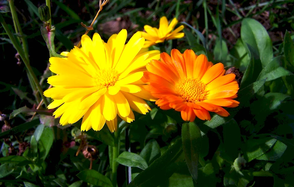 Calendula Field