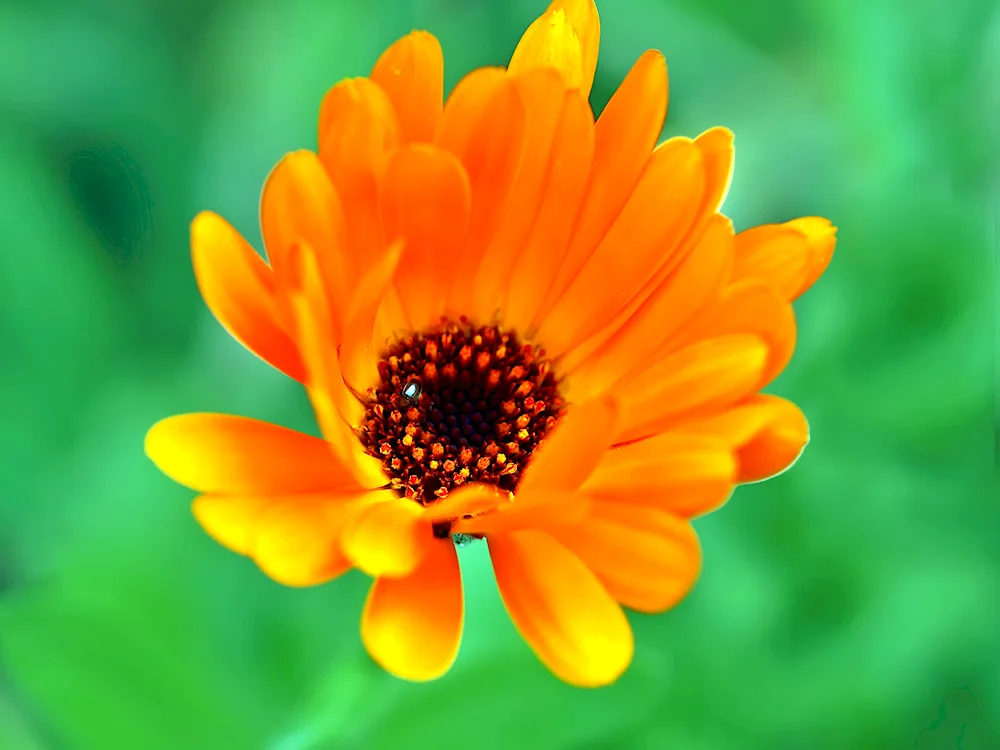 Calendula kissing Butterflies