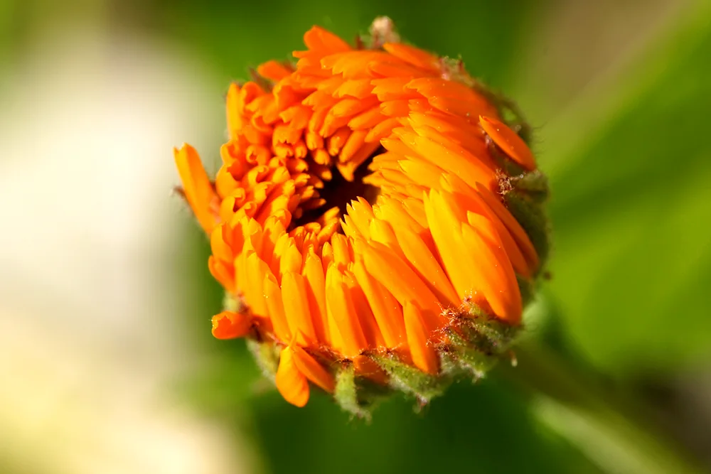 Calendula Calendula inflorescence