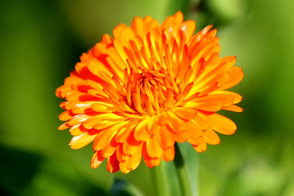 Calendula inflorescence