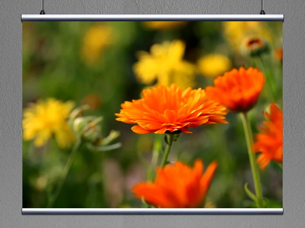 Calendula blooming