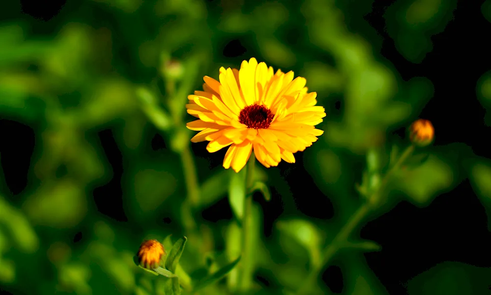 Calendula flowers