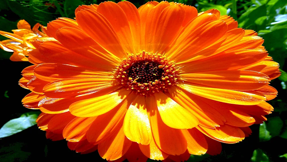 Calendula flowers