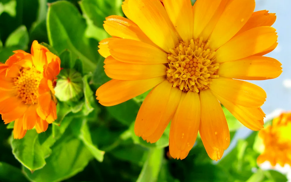 Calendula flowers