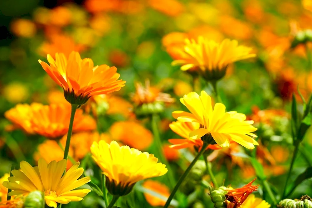 Calendula flowers