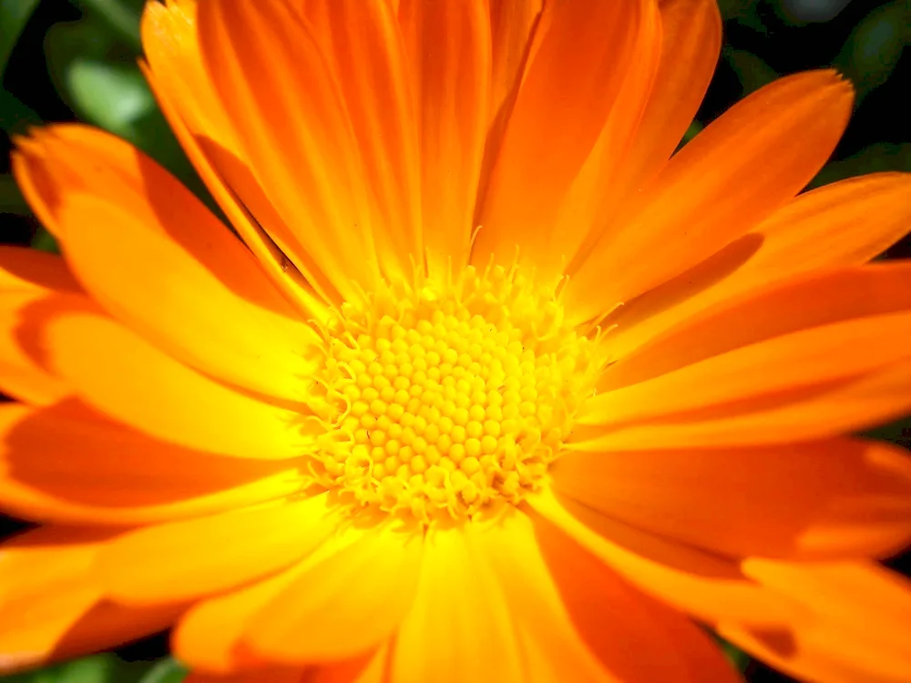 Calendula flowers