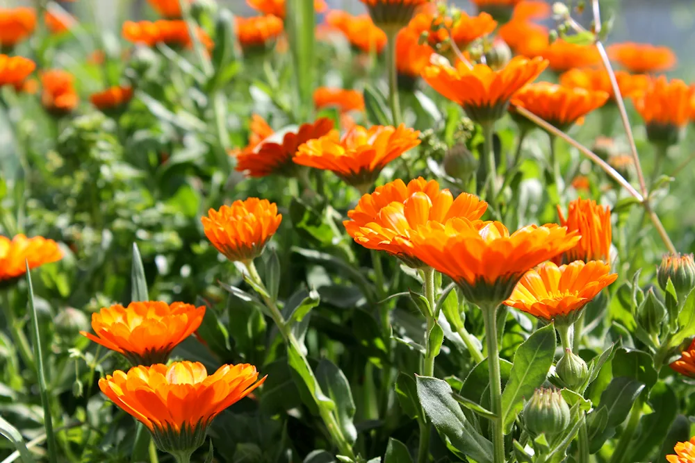 Calendula flowers