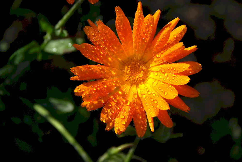 Calendula flowers