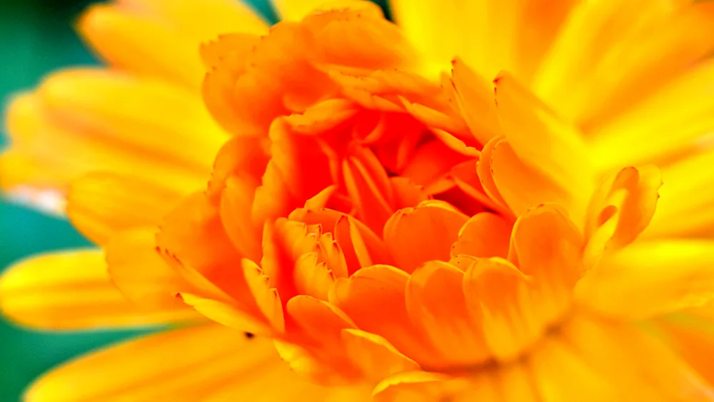 Calendula marigolds