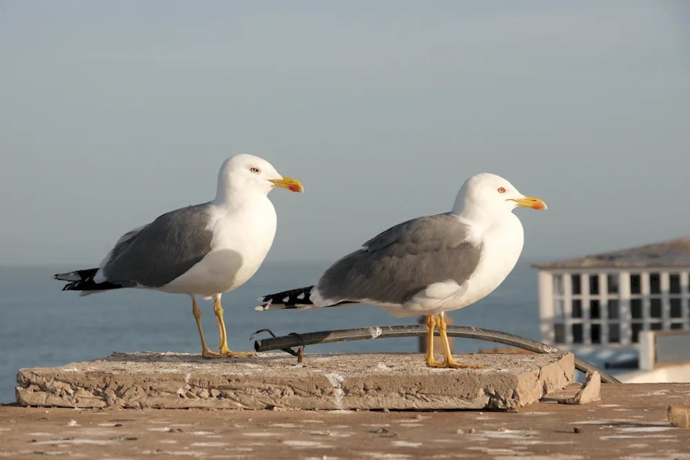 Baltic Sea birds