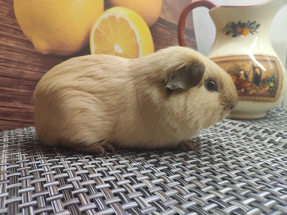 California guinea pig