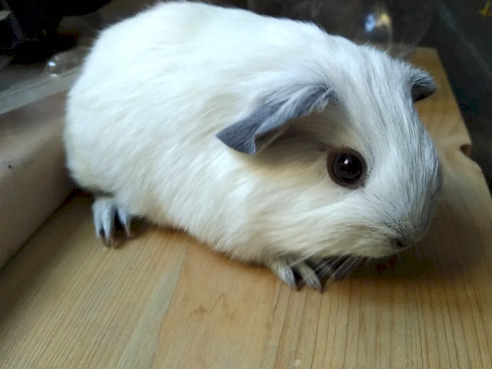 California guinea pig