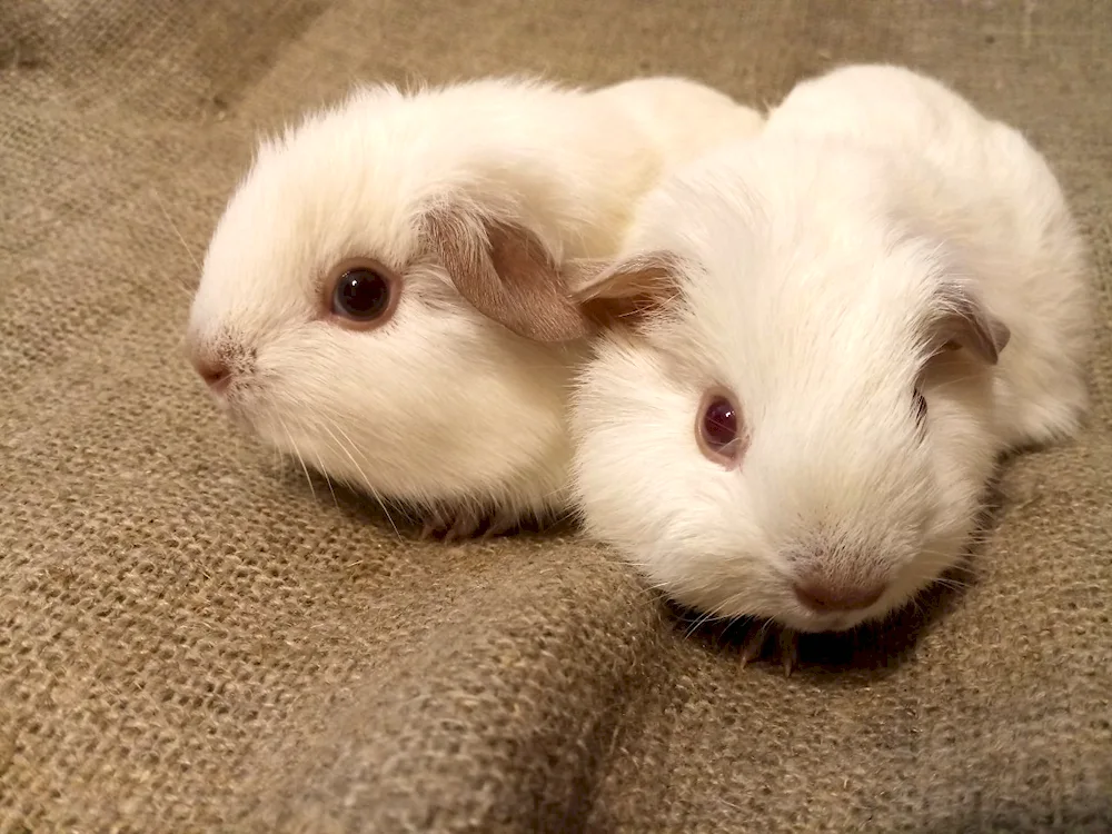 California guinea pig