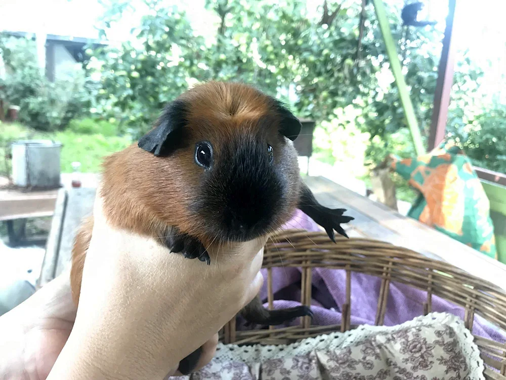 California guinea pig