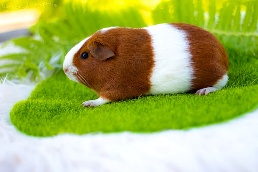 California guinea pig