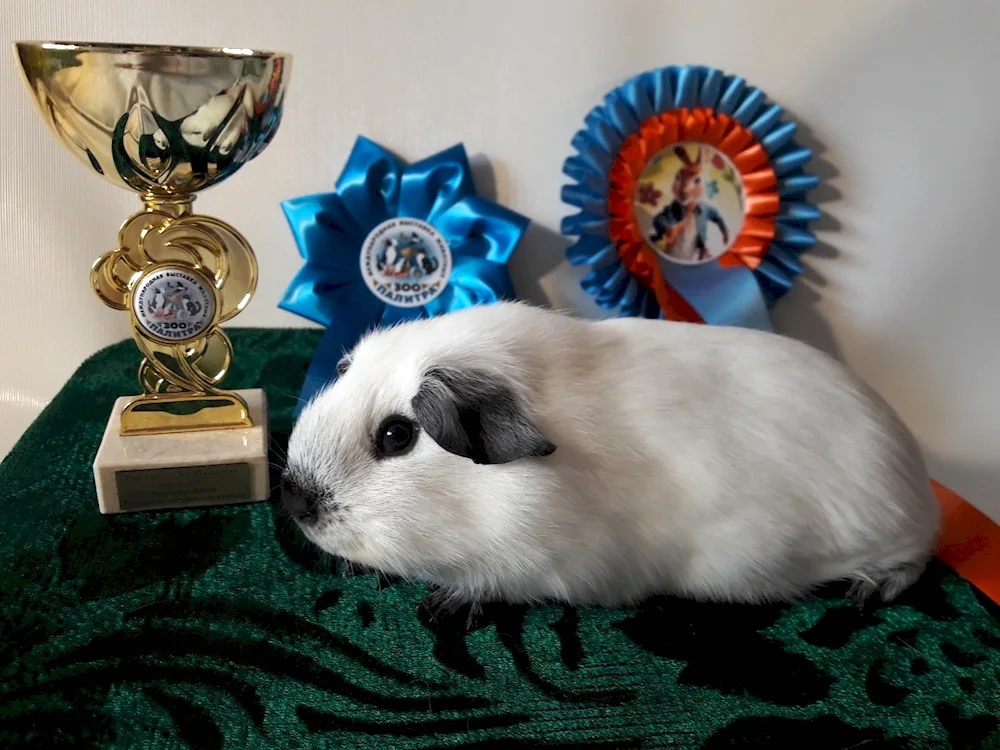 California guinea pig