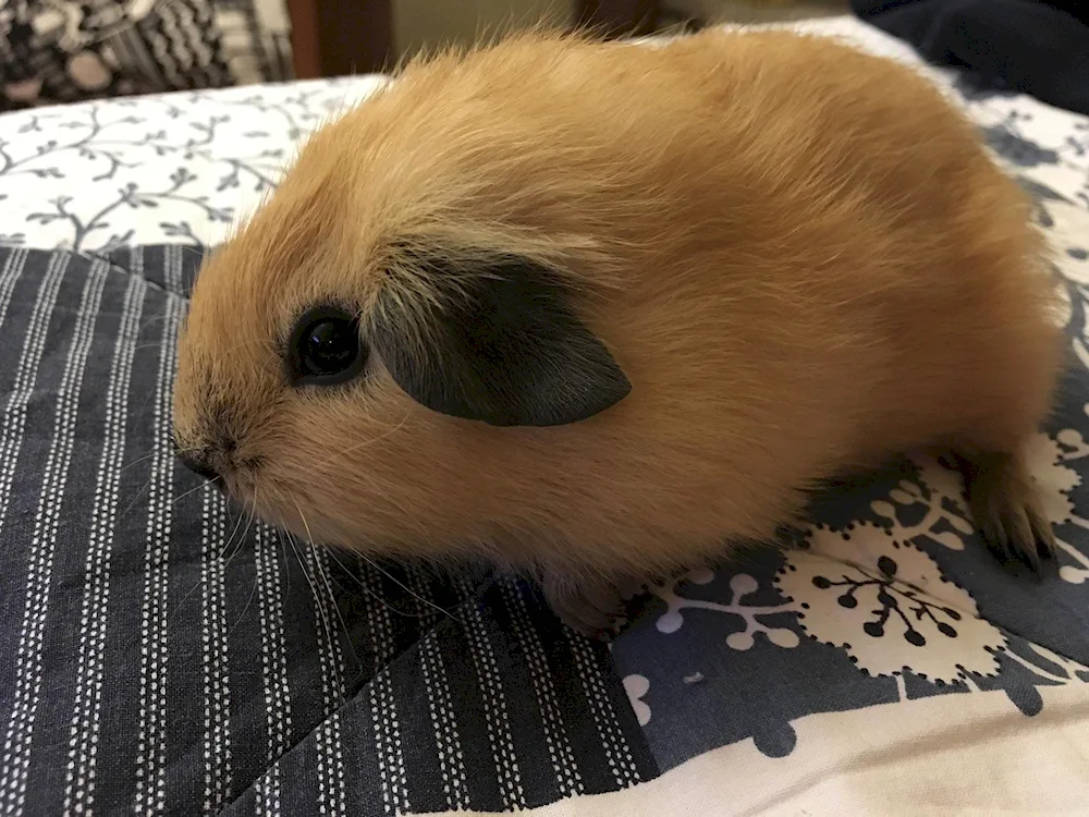 Californian guinea pig