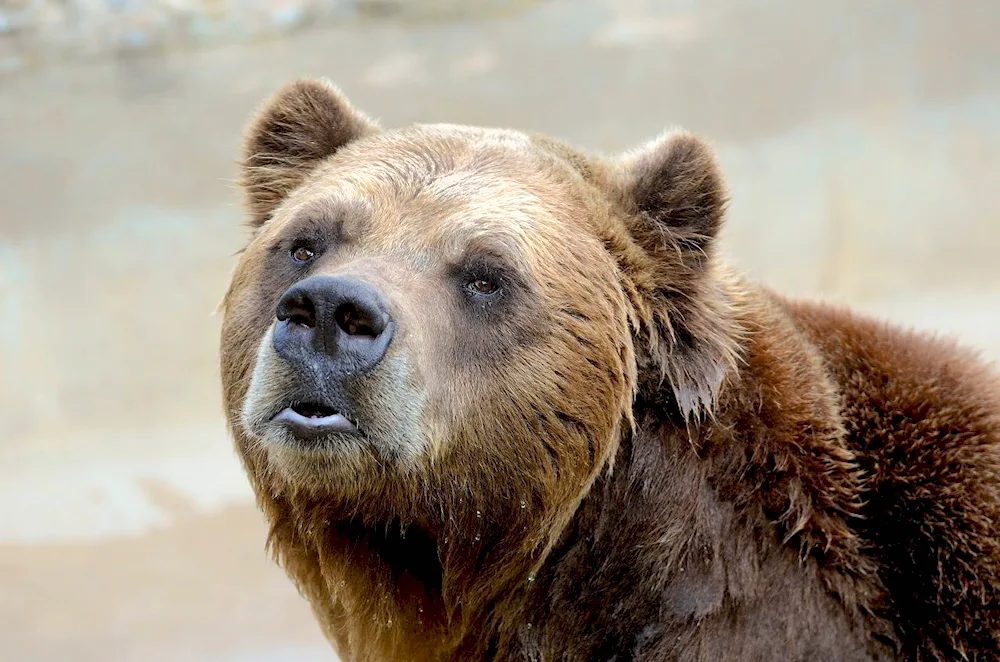 California Brown Bear
