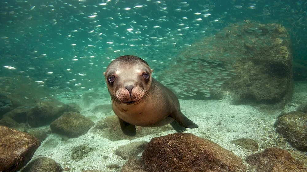 California sea lion