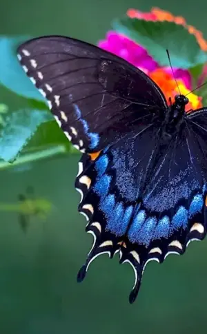 California blue Machaon