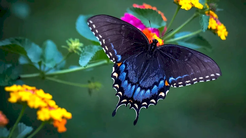 California blue Machaon