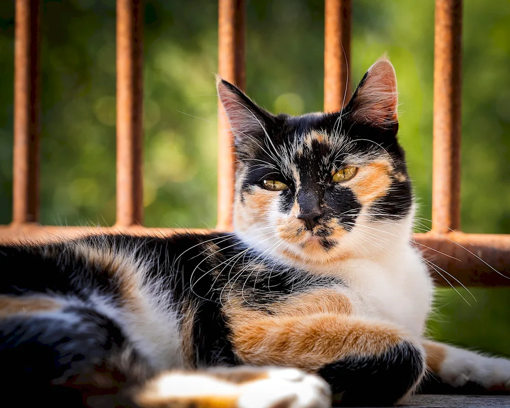 Calico breed