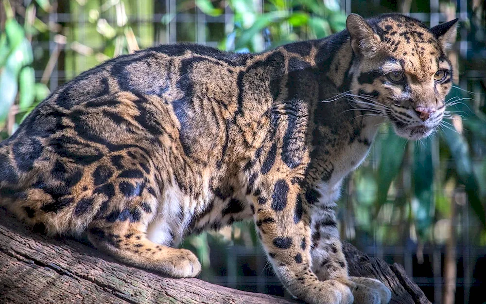 Bengal cat