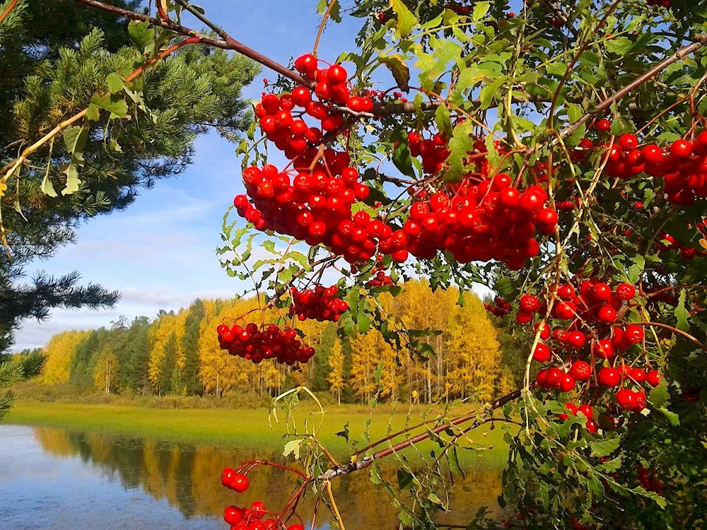 Autumn berries