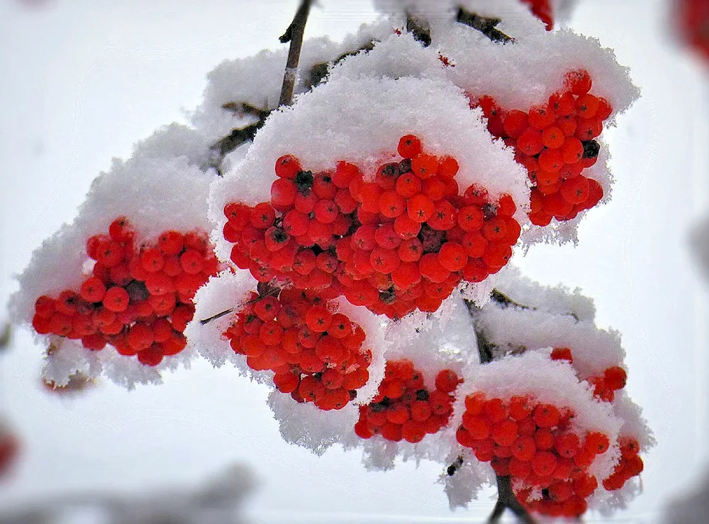 Winter Stock Wallpaper for work winter