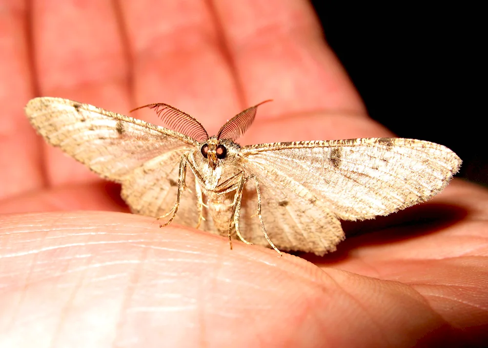 Albino moth