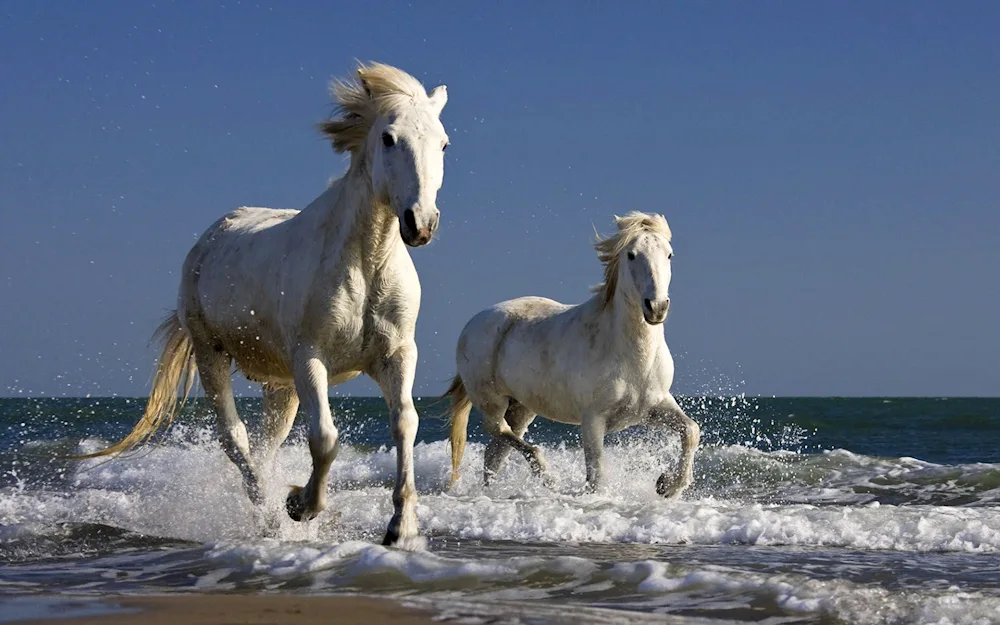 Camargue horse