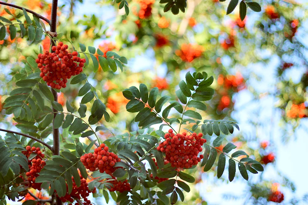 Kamchatka bush rowan