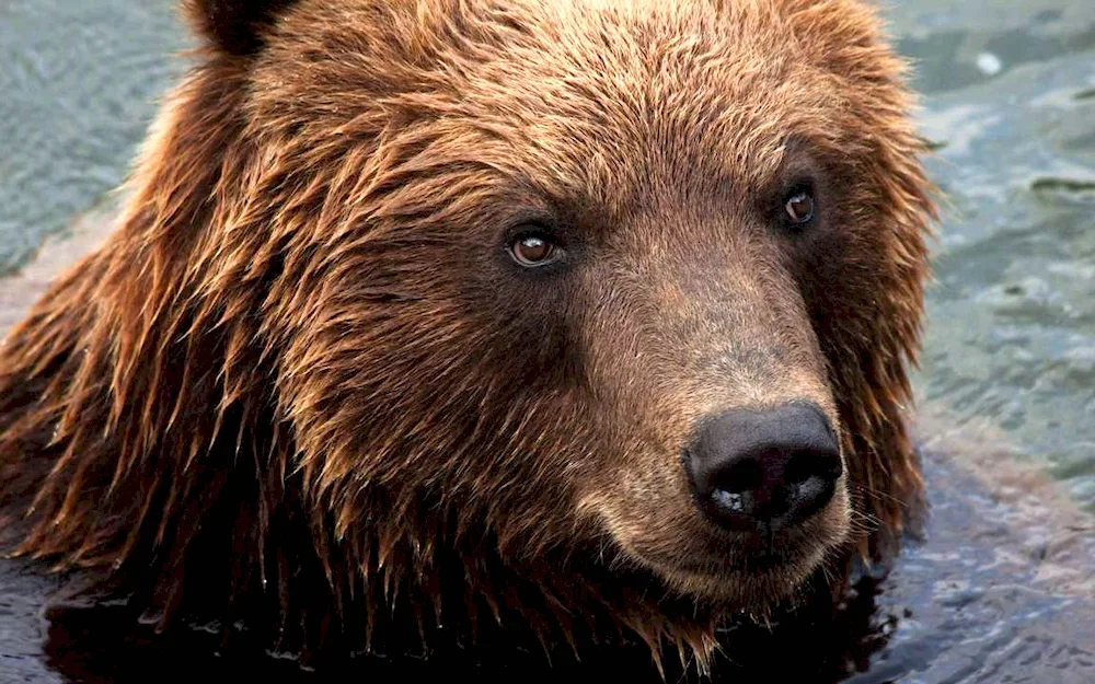 Kamchatka Brown Bear