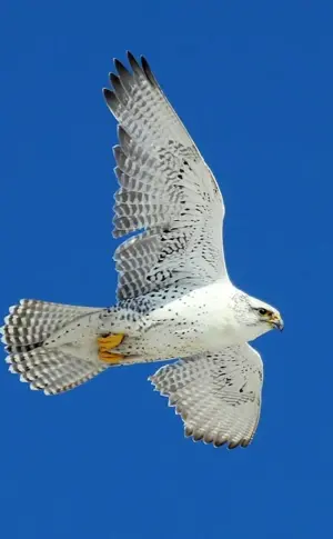 Kamchatka Falcon Gyrfalcon