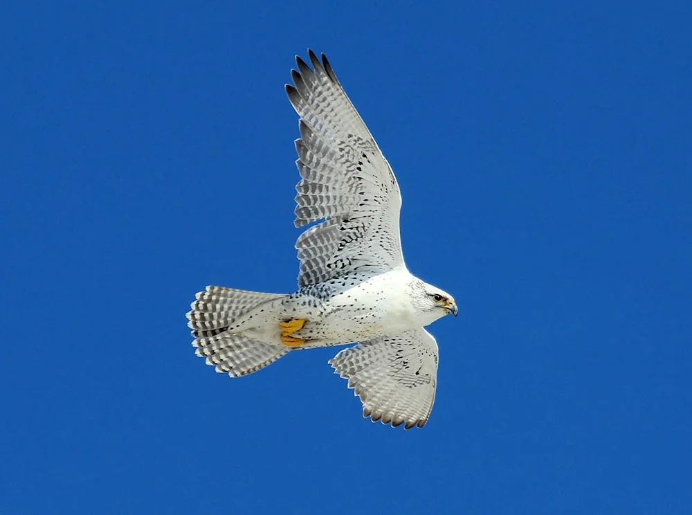 Kamchatka Falcon Gyrfalcon