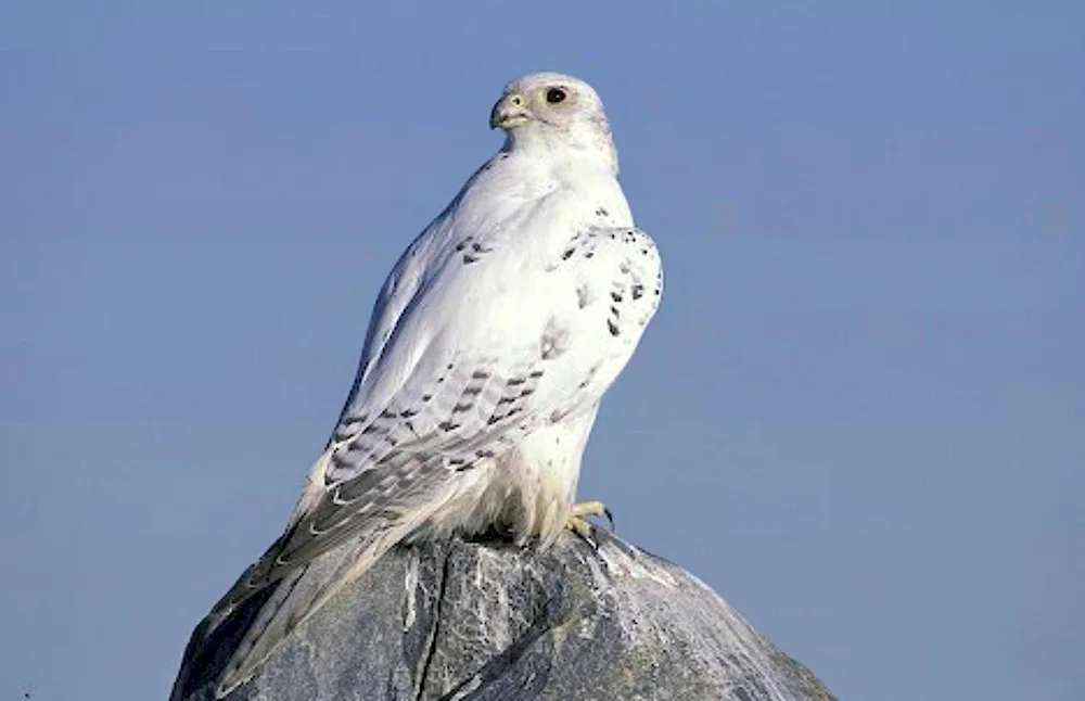 Kamchatka Falcon Gyrfalcon