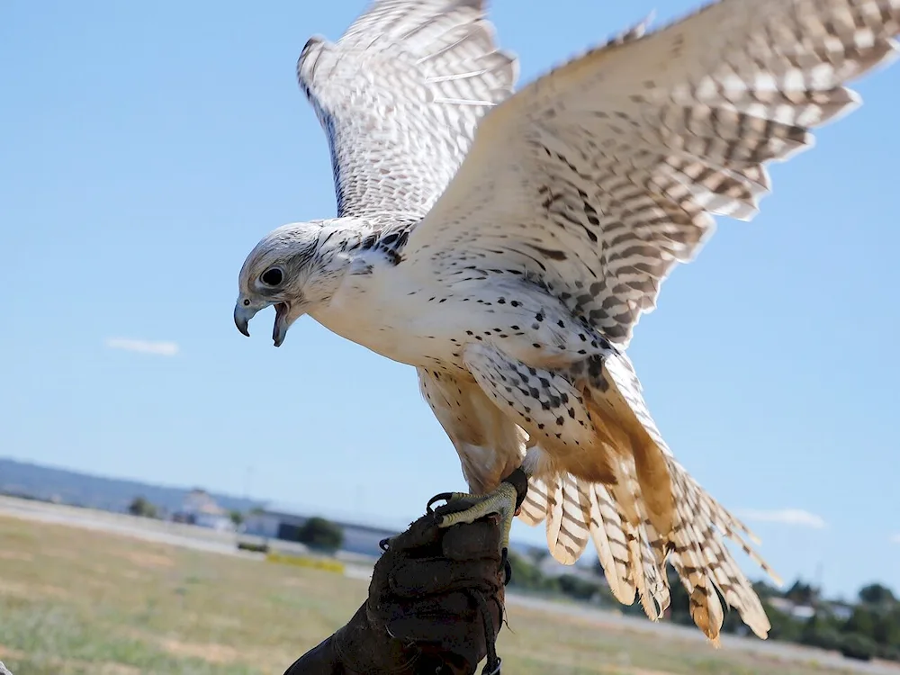 Hawk Gyrfalcon