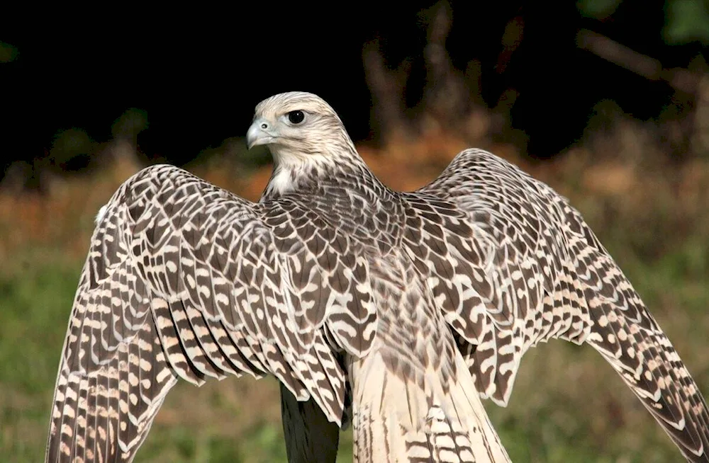 Derbnik Kestrel