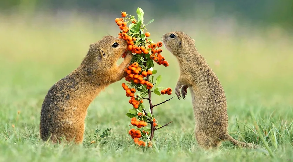 Kamchatka gopher euryka