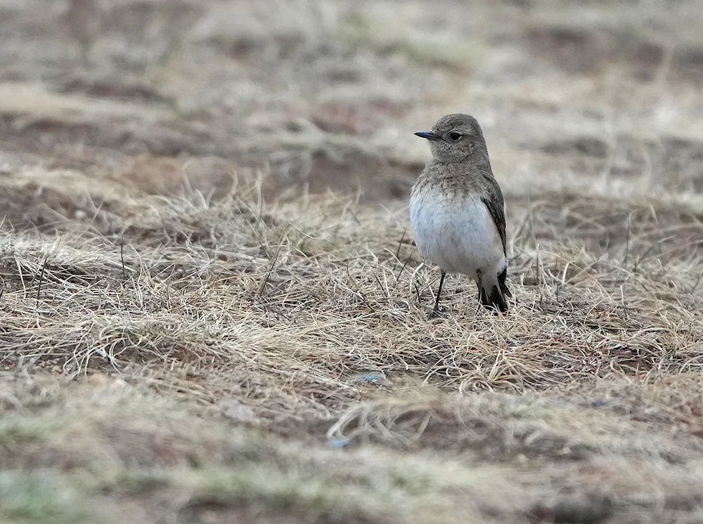 Grouse grouse Grouse