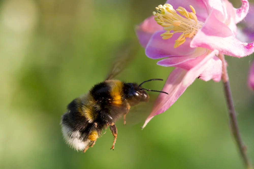 Bumblebee flight