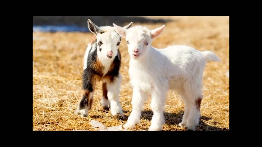 Cameroon goat Dwarf goats