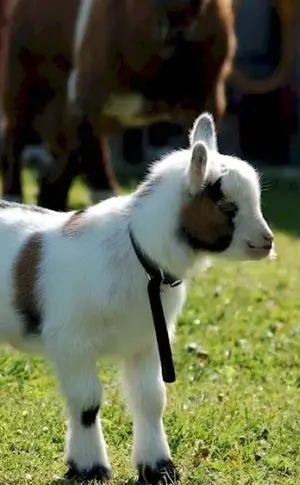 Cameroon pygmy goat