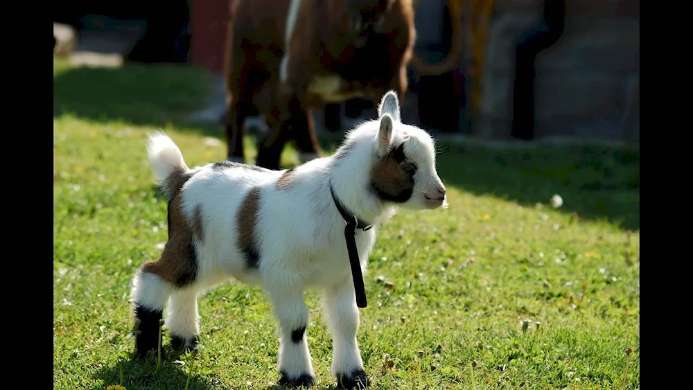 Cameroon pygmy goat