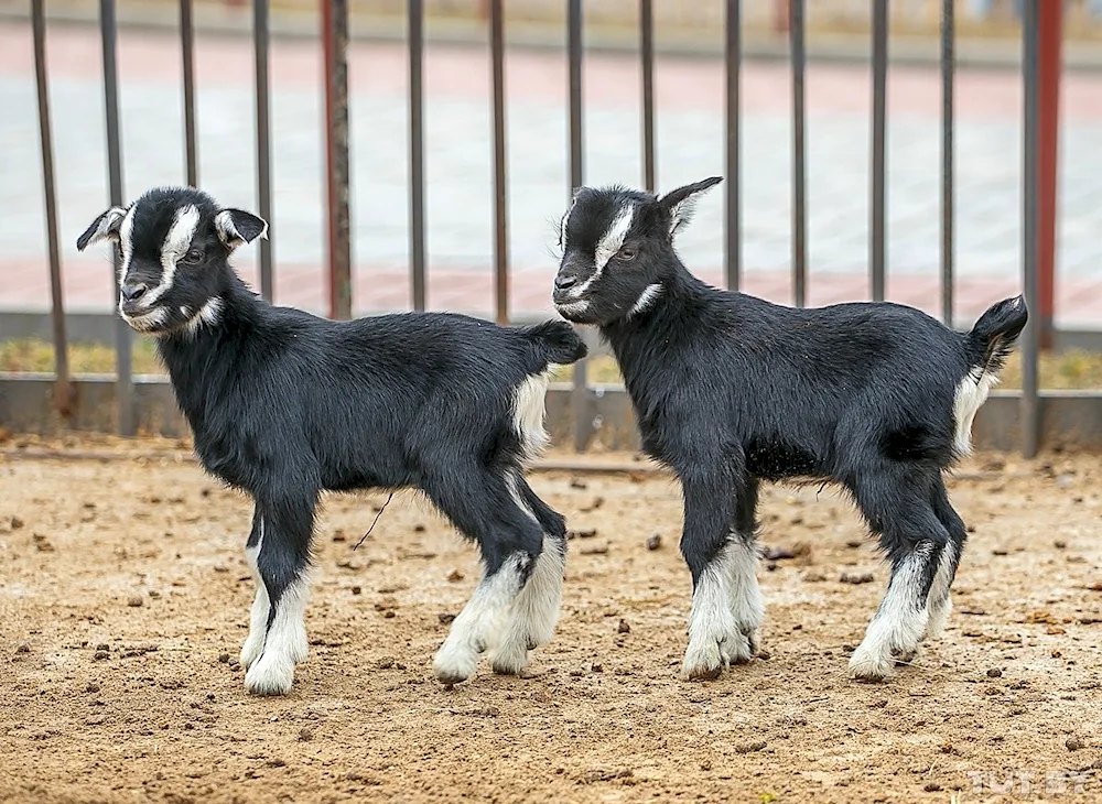 Cameroon pygmy goat